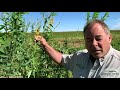 Thumbnail for VNS Sunn Hemp - Test Plots 2019
