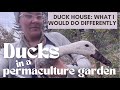 Thumbnail for Ducks in a Permaculture Garden: Why I Love Them, Thoughts on Housing