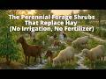 Thumbnail for The Perennial Forage Shrubs That Replace Hay (No Irrigation, No Fertilizer)