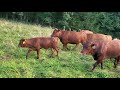 Thumbnail for Building healthy soil with ruminant animals.