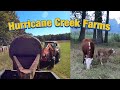 Thumbnail for Moving Hay. Prepping for wintertime feeding. And.... a new baby calf!