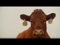 Thumbnail for Grazing Cover Crops: How to Add Cover Crops to a Livestock Operation