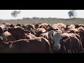 Thumbnail for Grazing Cover Crops: Why Row Crop Farmers Should Welcome Grazing