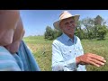 Thumbnail for Mangalitsa pigs are enjoying their pasture without rooting it up!
