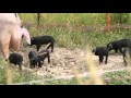 Thumbnail for Rodale Insitute Organic Hog Facility