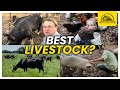 Thumbnail for The Best Livestock for Small Farms? #pastureraised #pasturedpigs #pasturedpoultry