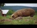Thumbnail for Raising 400 Pigs On Pasture [COMPLETE]