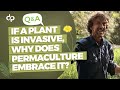 Thumbnail for If a Plant is Invasive, Why Does Permaculture Embrace it?