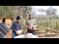 Thumbnail for Wine Cap Mushroom Propagation with Pete!