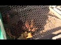 Thumbnail for Mini Chicken Tractor - Using Permaculture to Prepare the Ground