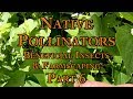 Thumbnail for Native Pollinators, Beneficial Insects & Farmscaping Part 6