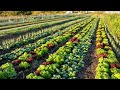 Thumbnail for Companion Planting VS. Interplanting: Differences, Examples, and Strategies for Both