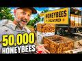 Thumbnail for He Just Showed Up....50,000 Honeybees! What's NEXT?