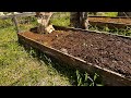 Thumbnail for Mastering Raised Beds: Elevate Your Garden Game!