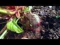 Thumbnail for Wet Area of Garden - In Depth Discussion