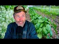 Thumbnail for Improve Your Soil This Spring + Spring Cover Crops