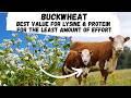 Thumbnail for Buckwheat: Best for lysine and protein you can grow for the least amount of effort