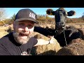 Thumbnail for Disaster! You won't believe what the cows did!