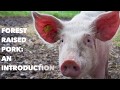 Thumbnail for Forest Raised Pigs - An Easy to Manage & Profitable Enterprise for Your Farm