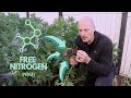 Thumbnail for Free Fertilizer from Legumes IF YOU KNOW WHAT YOU ARE DOING