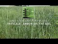 Thumbnail for Triticale as Soil Armor & Cattle Feed with Robb Miller