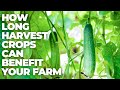 Thumbnail for Maximizing Your Farm's Potential: The Power of Extended Harvest Crops (CVR...