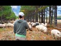 Thumbnail for Moving 150 Pigs on Pasture for Rotational Grazing
