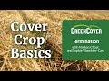 Thumbnail for Cover Crop Basics Part 4: Termination