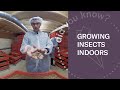 Thumbnail for The World's First Organic Mealworm Farm | Look Inside (360 Video)