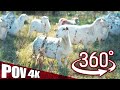 Thumbnail for 360° Farm Tour | Raising Sheep on Pasture