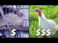 Thumbnail for Raising Turkeys the Right Way | Why it's Worth the Cost