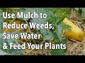 Thumbnail for Use Mulch to Reduce Weeds, Save Water & Feed Your Plants