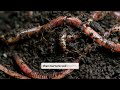 Thumbnail for "The First Plants: Building the Foundation for Growth"