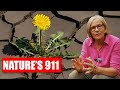 Thumbnail for Are We Destroying Nature’s Emergency Response Team?
