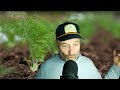 Thumbnail for Planting and Raving About Fennel + What is Lower and Lean
