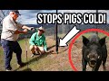 Thumbnail for High-Tech Fencing That Stops Pigs, Roos & Deer Cold