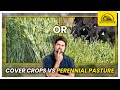 Thumbnail for Grazing on Cover Crops vs Perennial Pasture