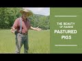 Thumbnail for How Pigs Can Give You Beautiful Pastures | Joel Salatin
