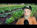 Thumbnail for What Frost Does to Potatoes + How We Did Our Hedge Rows