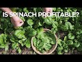 Thumbnail for Maximizing Your Farm's Profits with Spinach: An Economic Analysis