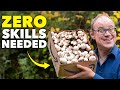 Thumbnail for How to Grow Mushrooms in a Cardboard Box (Zero Skills Needed)
