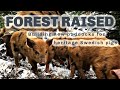 Thumbnail for DESIGNING WOODLAND FENCING FOR PIGS S4 ● E8
