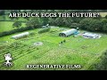 Thumbnail for Regenerative Farm Combines Ducks and Blueberries | Parc Carreg Duck Eggs, Wales