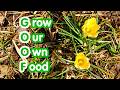 Thumbnail for Grow Our Own Food (GOOF)