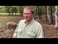 Thumbnail for Dowdle Family Farms Farm Tour Pigs