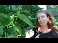 Thumbnail for How many uses can I find for a Mulberry tree? | Global Permaculture educator...