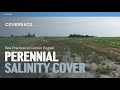 Thumbnail for Perennial Salinity Cover