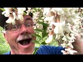 Thumbnail for The Most FRAGRANT Tree: WOW!!