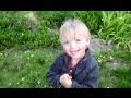 Thumbnail for why dandelions are an excellent permaculture plant