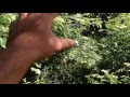 Thumbnail for Polycultures and Guilds Ep2 - Grapes, Honeylocust and more!